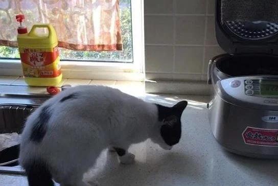 :参观非诚勿扰黄菡的家,家里装修太有品位了,连餐具都是青花瓷的