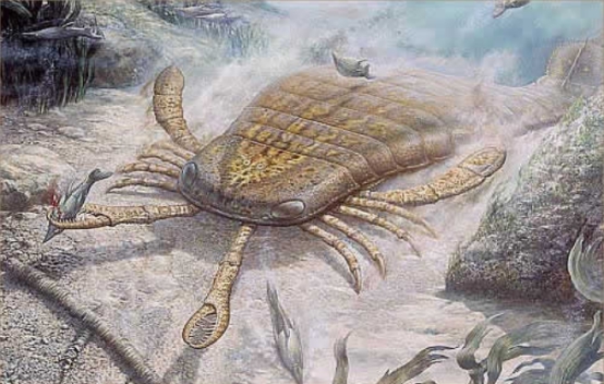 |这种生物的大量死亡，意味着新一轮生物灭绝已经开始