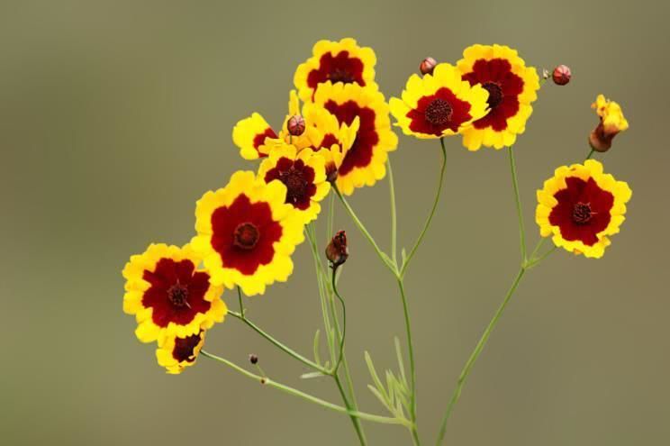 旧爱|8月中旬开始财帛大发，事业步步攀升，福气深厚的四大生肖