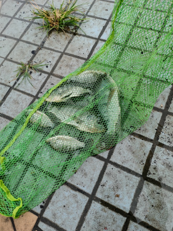 钓鱼|没忘的小河，想念的老友，河边再相逢