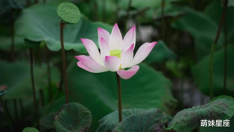 生肖|11月有爱情复燃之喜的4大生肖，分手能回心转意，吵架将握手言和