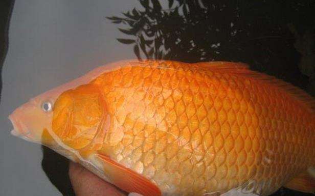 |夏季早晨为钓深浅远近犯难?只需灵活运用这3点, 可把周围打闭口