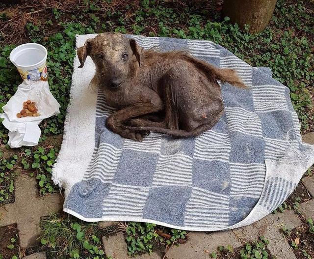 干尸狗狗绝食想结束生命……她每天跟它谈心，接着发生巨变！