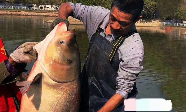 湖南|学校湖里竟有这么多大鱼？学生：早知道我去钓鱼