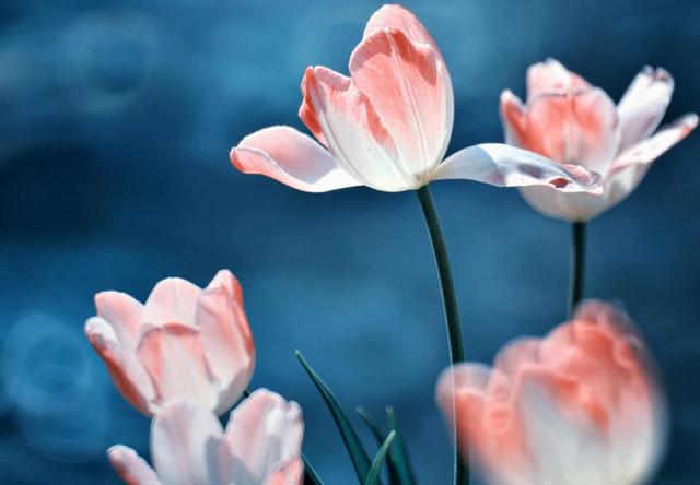 [生肖]五月下旬，喜讯不断传来的三大生肖