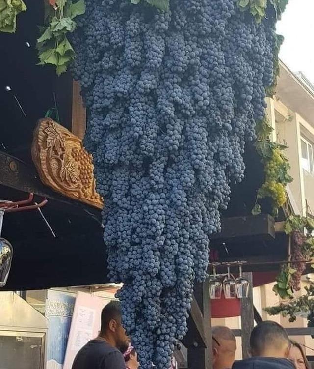 【太空】一生都难得一见的奇葩植物，仿佛来自外太空