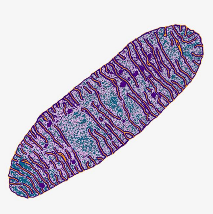 【火星】如何培育出火星文明？有人提议放一个细菌，靠谱吗？