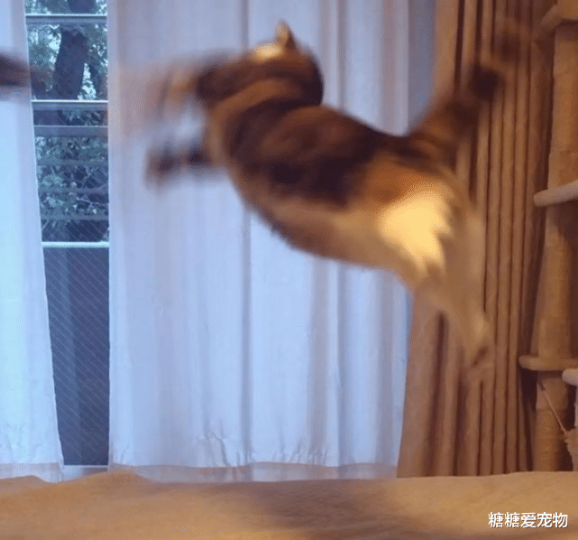 日本一猫咪凭“颜值”吸引众多网友围观，生气的样子也太可爱了吧