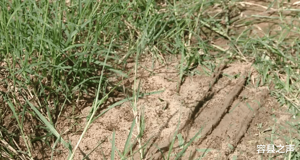 容县之声|广西某景区有人刚下车就被蚂蚁咬伤送医抢救，景区：我没责任