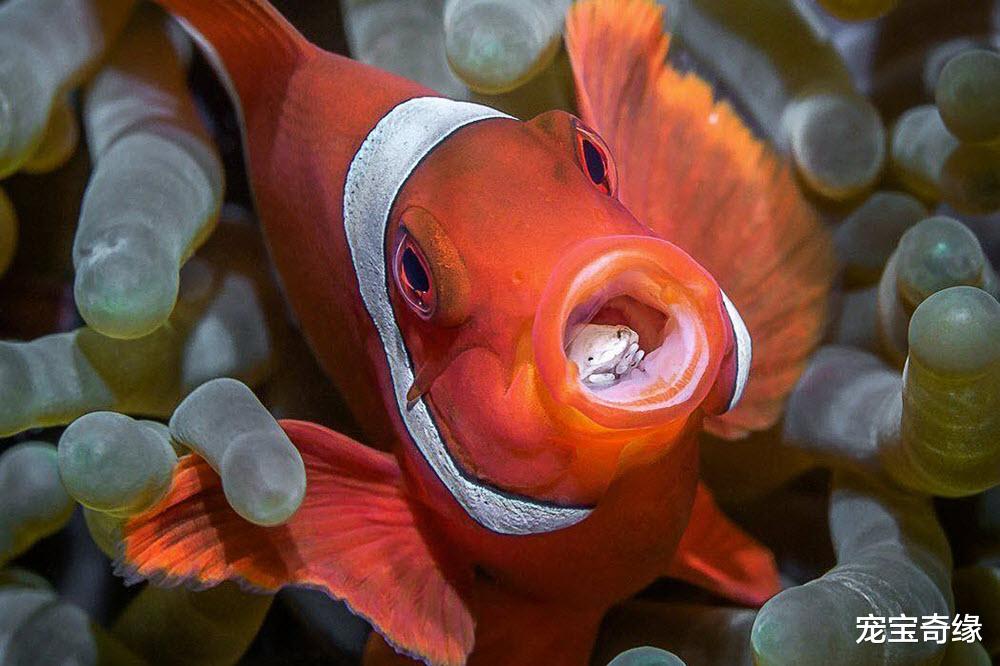 老虎|可爱的动物们也有一些不为人知的“黑”事实，你想不到哦（一）