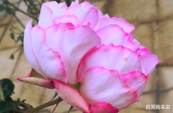 旧爱|5天后，旧爱悔悟，真诚致歉，3星座不再逃避，和前任继续未了情缘