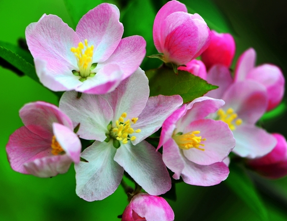运势|未来半个月，喜鹊送喜，4属相好运连连，财源旺盛，生活美满