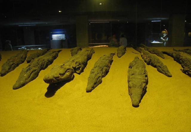 鳄鱼|2500年前的鳄鱼被做成木乃伊，身长4米，背上还骑着鳄鱼宝宝！