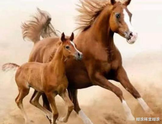 ▲马为什么白天黑夜都站着，睡觉也不躺下？看完涨知识了