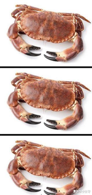 长征七号|动物的头骨和外形反差有多大？和预计的差太多了吧！