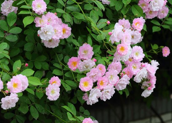 生肖：6月9日开始，运势大红大紫，4属相财源广进，金玉满堂