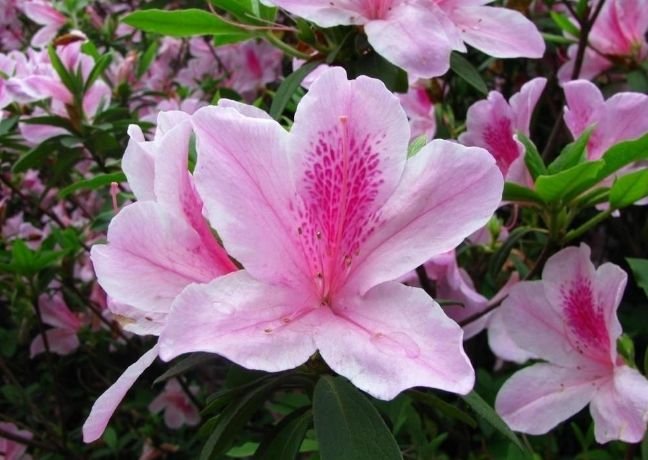 生肖|从10月31日起，财旺运旺，会大吉大利，事业有成的三大生肖！