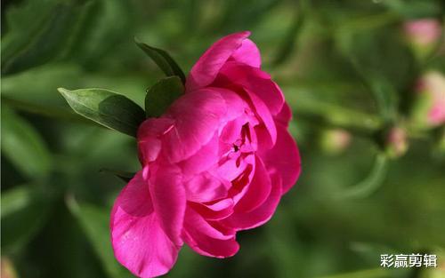 狮子座|10月再次重新拉起旧爱的手，破镜重圆，甜蜜如初的三个星座