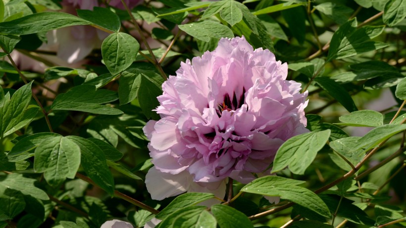 「运势」2020年开始鸿运当头，正财横财连发，大财小财齐进的四属相