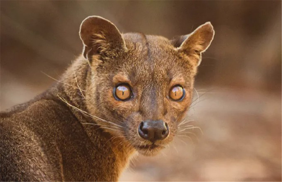 科学家|这种长尾野兽,身形像美洲狮,雄兽不争斗,雌兽“女扮男装”