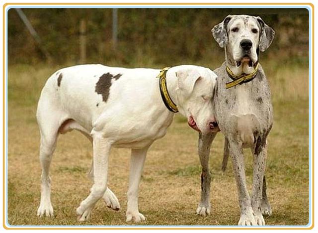 一只狗狗因失明对生活变得绝望，在它生命黑暗的时候，它出现了