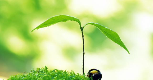 生肖|8月，砍柴上山，捉鸟上树，4生肖得好运，事业扬眉吐气，咸鱼翻身