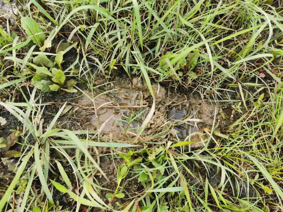 上游新闻|淮安袭警案始末：兄弟俩当着母亲面杀警