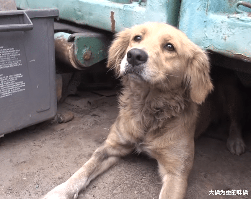 金毛也成流浪狗，被救时因害怕用双脚蒙着双眼，看上去真让人心疼