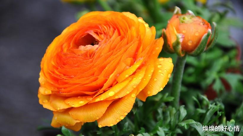 「生肖」7月底，爱情发新芽，情缘羁绊，定与前任复合的4大生肖，白首不离