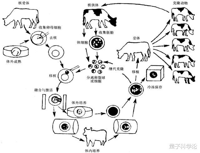 [基因]为什么现在很少提“克隆”了？看下“多莉”的一生，或许你会明白