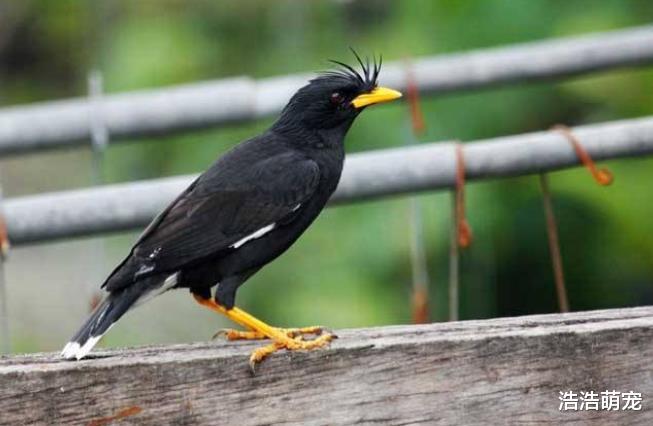 这5种宠物特别粘人，尤其第一种，宠主不理它真的会死