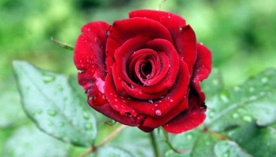 「生肖」这3大生肖女，给自己的压力太多，此生活得最劳累