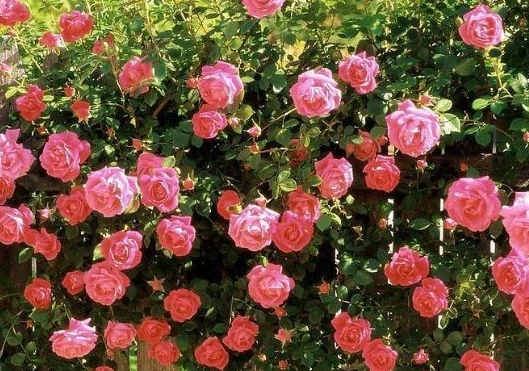 『运势』6月15日起运势飙升，4属相事事顺利，发展机遇颇多，财源滚滚