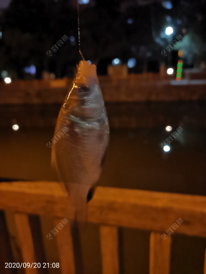 鲫鱼|夜钓鱼口很刁猾 耐心变换小爆护