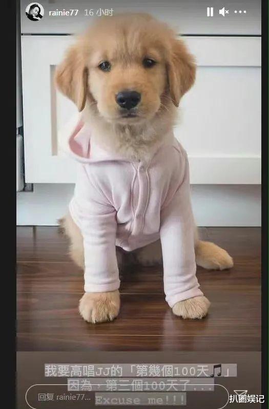 郑爽|郑爽张恒要鱼死网破？女方后续资源全掉，与侯明昊新剧直接流产