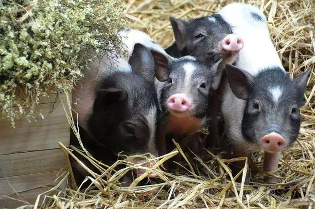 野猪|渡渡鸟的灭绝真的是因为笨吗？事实上与猪有关