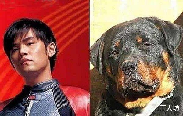 撞脸■撞脸明星的动物们，严肃点，不许笑！哈哈哈实在忍不住啊！！