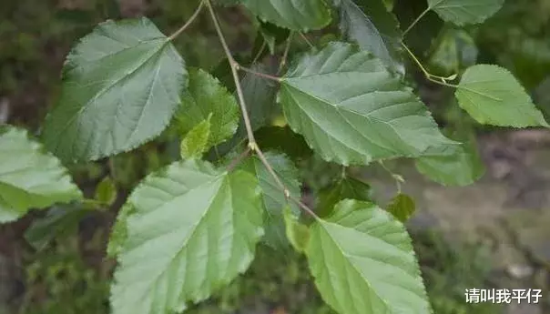 【营养膳食】用桑叶泡水喝,身体会发生这3个变化,让人喜出望外,建议收藏!