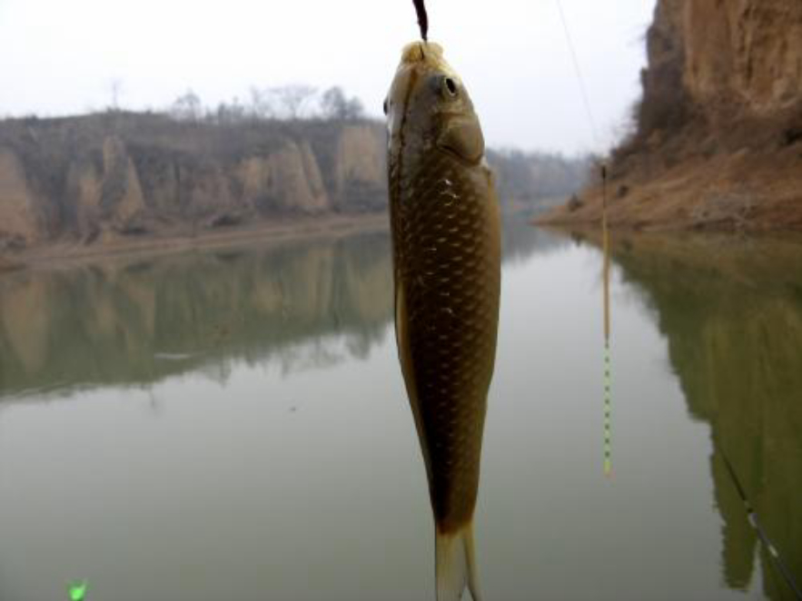 |为什么鱼喜欢吃蚯蚓？蚯蚓不生活在水中，为何能让鱼如此着迷？