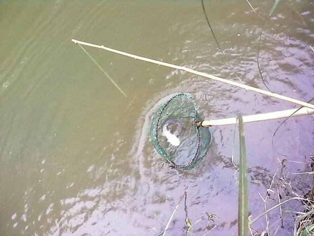 @插竿钓法:省事省心的钓取昂贵渔获的同时,领略古老钓法的乐趣