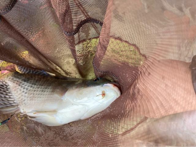 |实战验证钓鱼避小非方法，效果不错