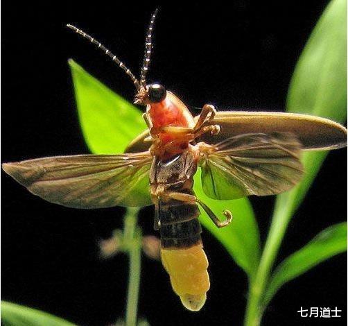 昆虫|萤火虫是一种完全变态的昆虫，一生四个阶段都在发光