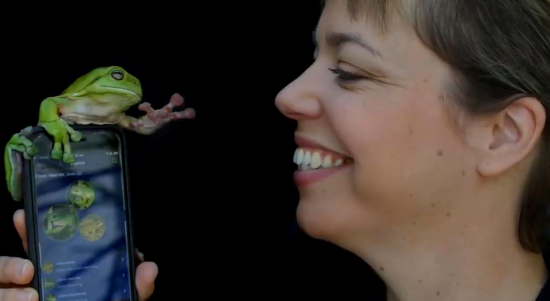 【蟾蜍】蟾蜍竟然骑在蟒蛇身上？这种怪异的行为到底是怎么回事