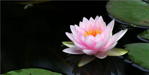 白羊座|11月下旬桃花当头，喜上眉梢，红娘撮合结良缘，佳偶天成的星座