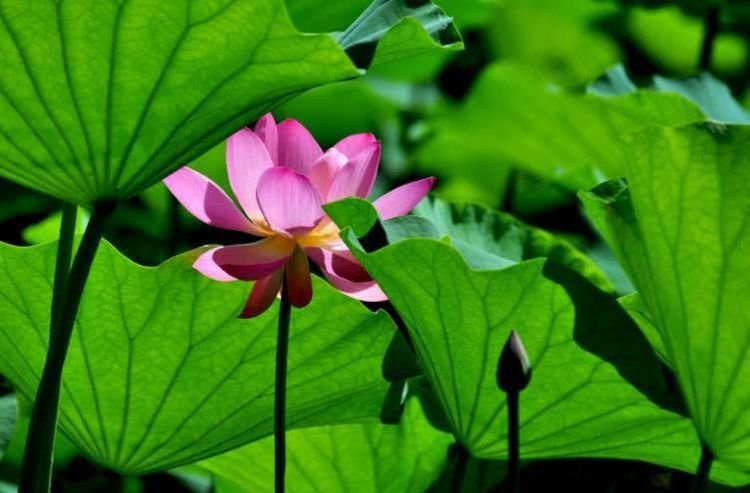 运势|9月下旬开始事业一路大发，天降横财来敲门，福缘深厚的4大属相