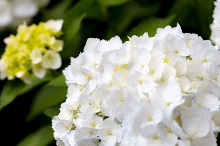 万事如意|8月开始横财发，双喜临门，贵人助力，风调雨顺的4生肖