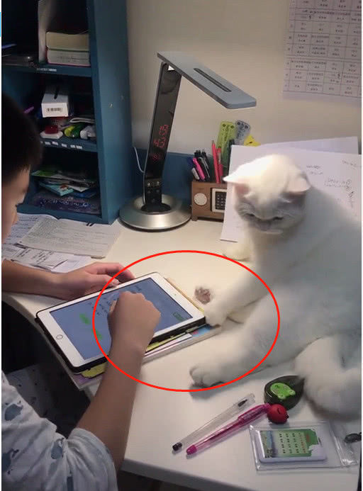 儿子深夜苦读，喵星人表现哭笑不得：如此喜欢小主人吗