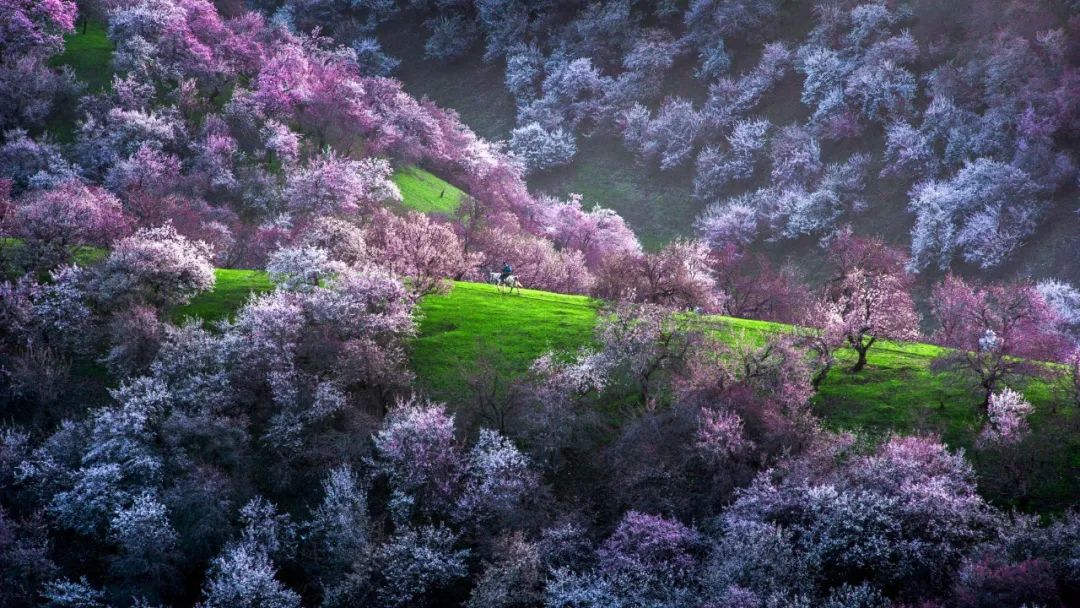「曲院风荷」推荐：3、4月这里的杏花美极了，一生都要去一次