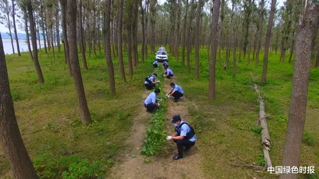 『珲春』林中发现野生大麻8000株 珲春森林公安及时铲除