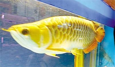 『光纤』世界上最“土豪”的动物，体内含有黄金，抓到一只吃喝不用愁了